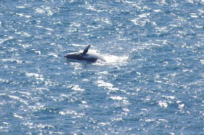 double island point 009