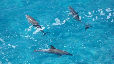 double island point 022