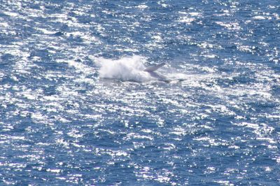 double island point 025