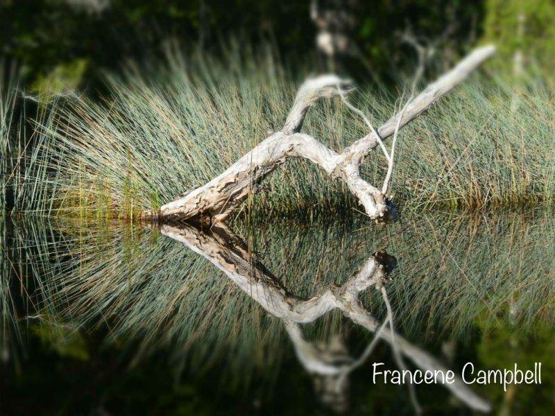 noosa everglades 006
