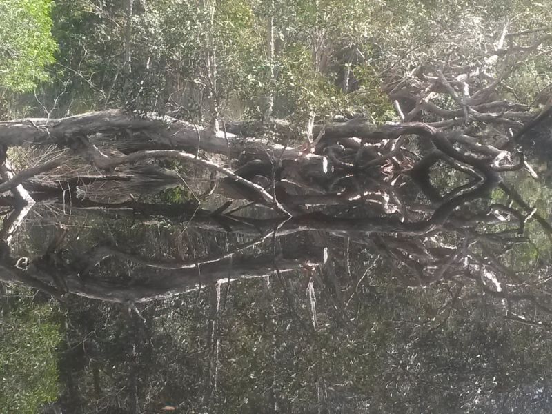 noosa everglades 012